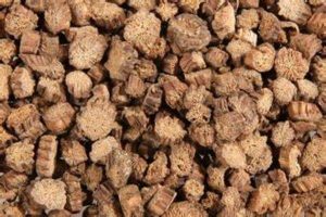 牛蒡茶现在的市场价格是多少钱一斤
