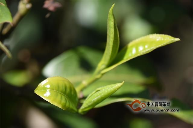 冬季适合喝红茶、黑茶等性温的茶