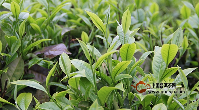绿茶是不发酵茶,其特性决议了它较多地保存了鲜叶内的自然物质