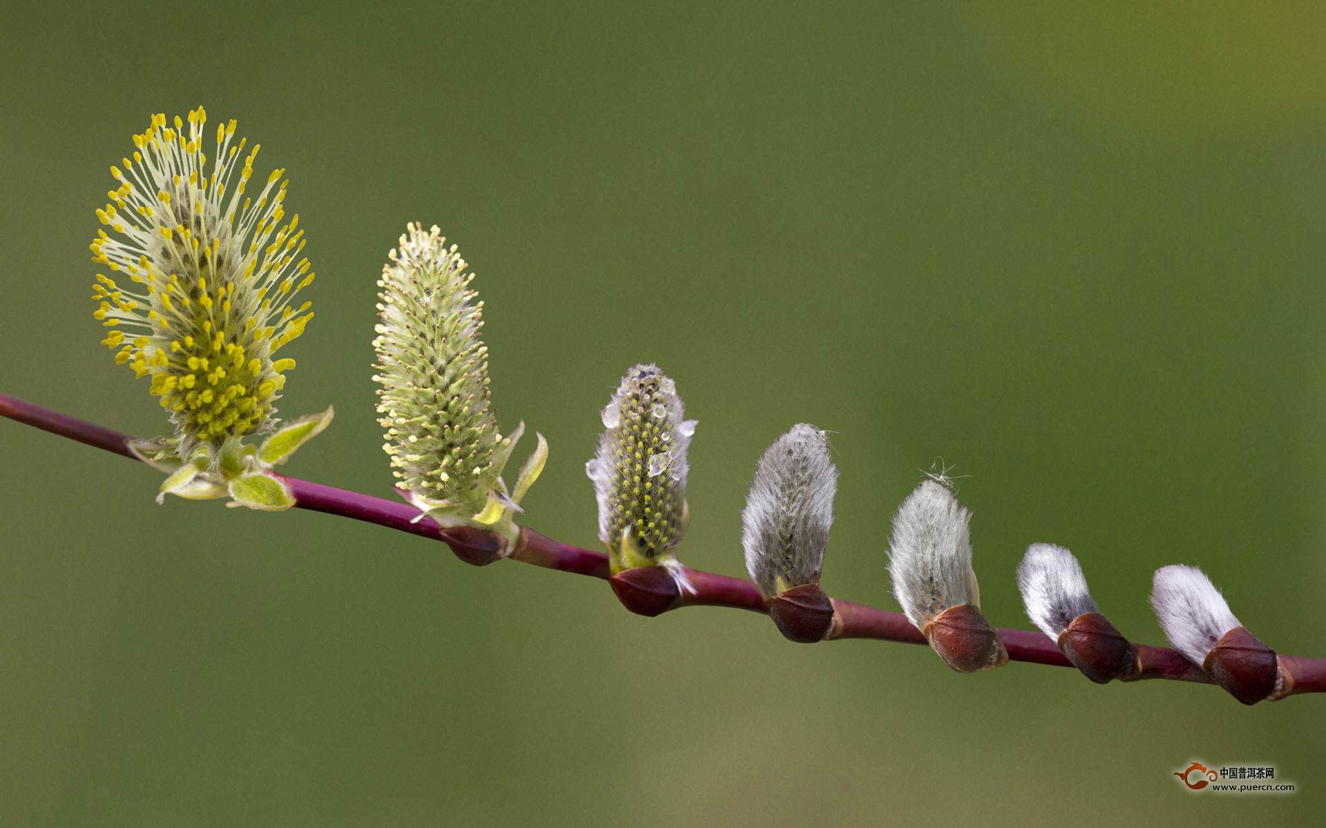 春季养生要喝的五种花茶你知道吗?