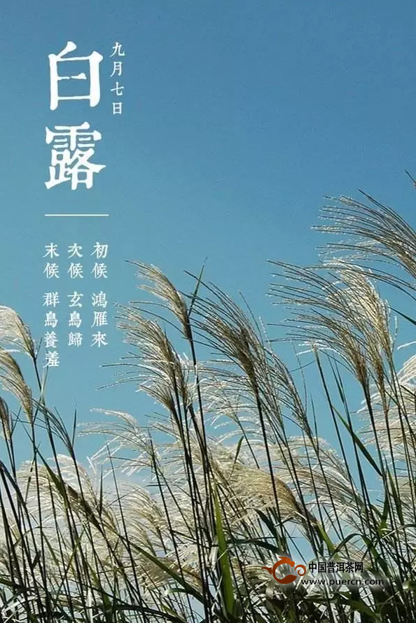 白露时节要喝什么茶才是合适