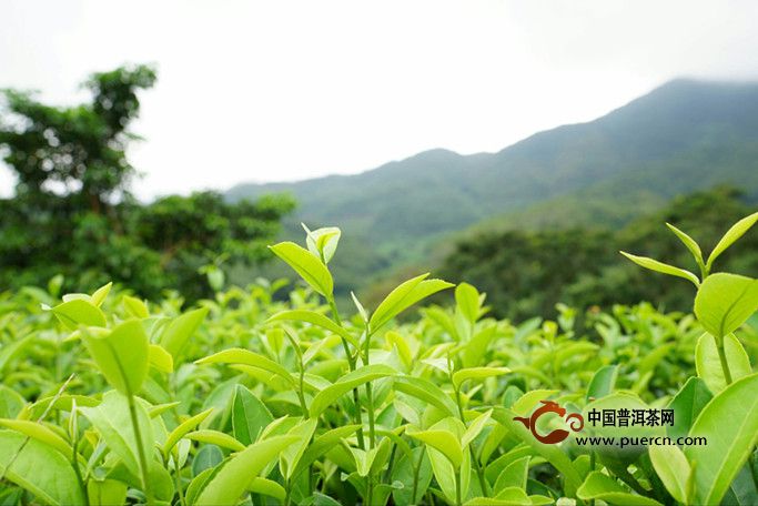 喝茶养生的最佳时间是什么时候