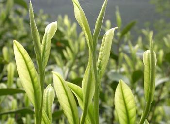 专家解读喝茶养生6误区:绿茶减肥效果十分微弱