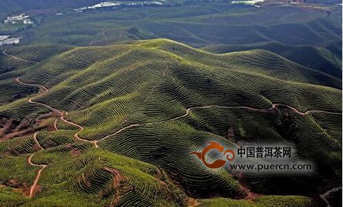 夏天到了,老白呆在气温全年21度左右的云南普洱,置身于山水茶