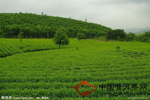 秋冬季节需要使叶层的保存