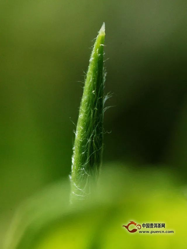 福鼎白茶和福鼎大毫茶最适合制作白茶