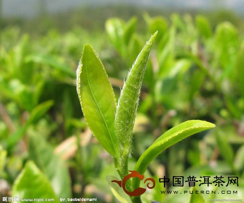 绿茶中的儿茶素能抑制过氧化物产生