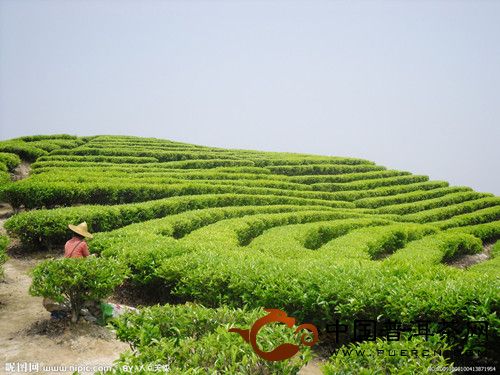 茶园里的土质呈酸性土壤,通过人工手段可使流出茶园的水质PH值