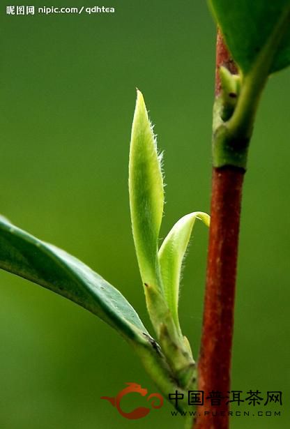 绿茶里的儿茶素能有效防治