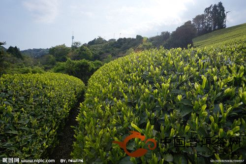 贵州农村建立起第一个茶树原种繁殖场