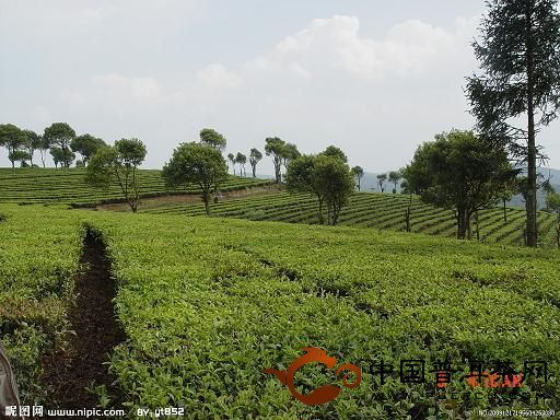 分别茶树品牌在花器形态、化学成分和DNA的RAPD电泳特性等