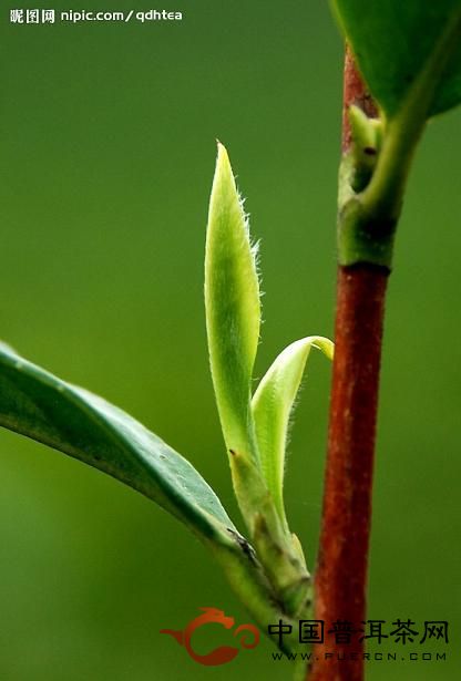 茶树代谢分配与调节机制与细胞营养与物质转化的研究
