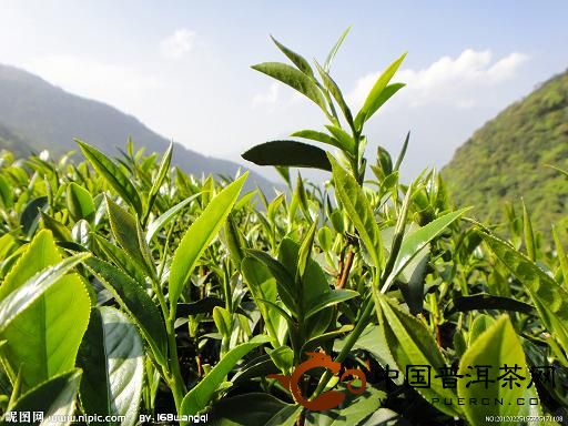 茶叶的抗氧化性能破坏癌细胞组织,除了能抗衰老之外还能降低心脏