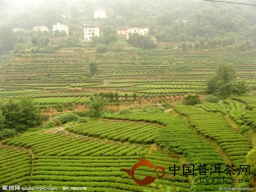 浙江省茶园土壤有效硼含量与土壤pH值、有机质含量、土壤粘粒等