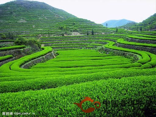 施用石灰能够保证茶园里的茶叶落叶充分利用